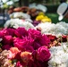 Flowers of Remembrance Day