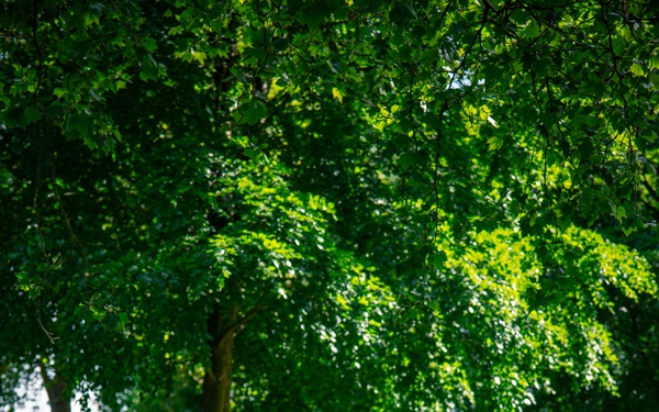 German Memorial Day Ceremony