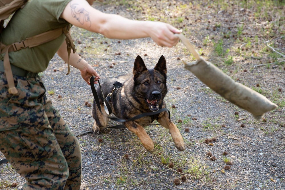 MCB Quantico Military Working Dog Scent Scout Training