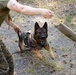 MCB Quantico Military Working Dog Scent Scout Training