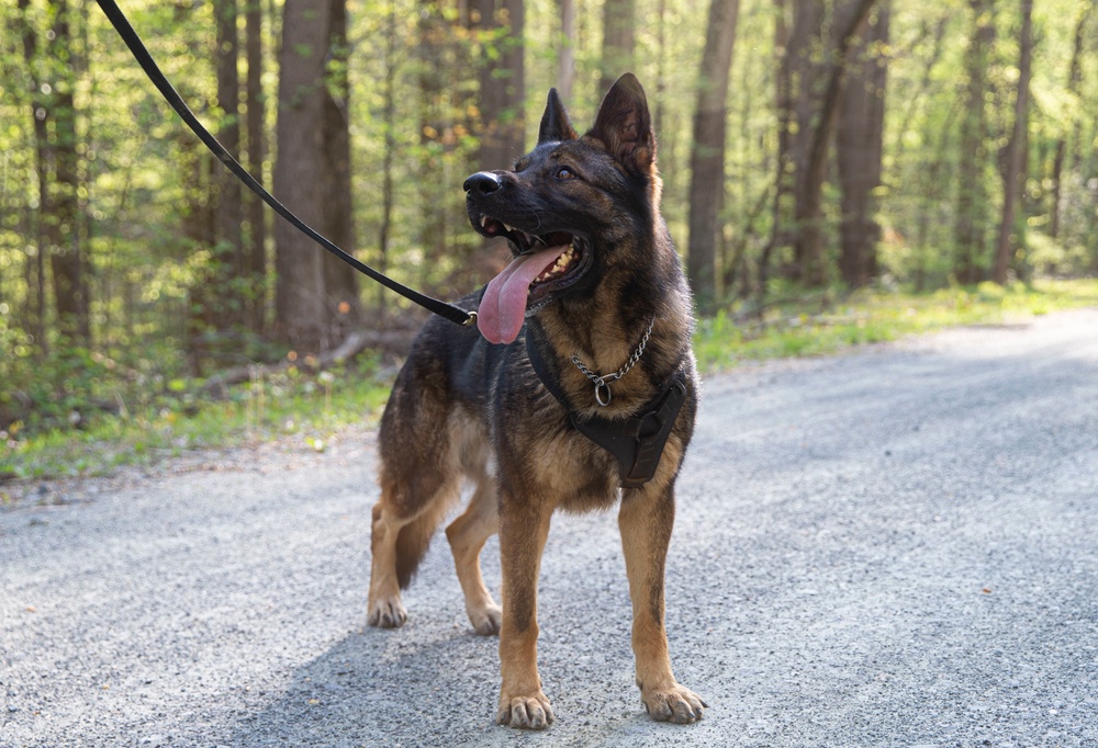 MCB Quantico Military Working Dog Scent Scout Training