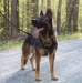 MCB Quantico Military Working Dog Scent Scout Training