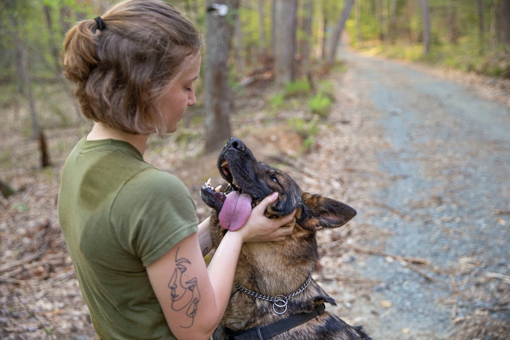 MCB Quantico Military Working Dog Scent Scout Training