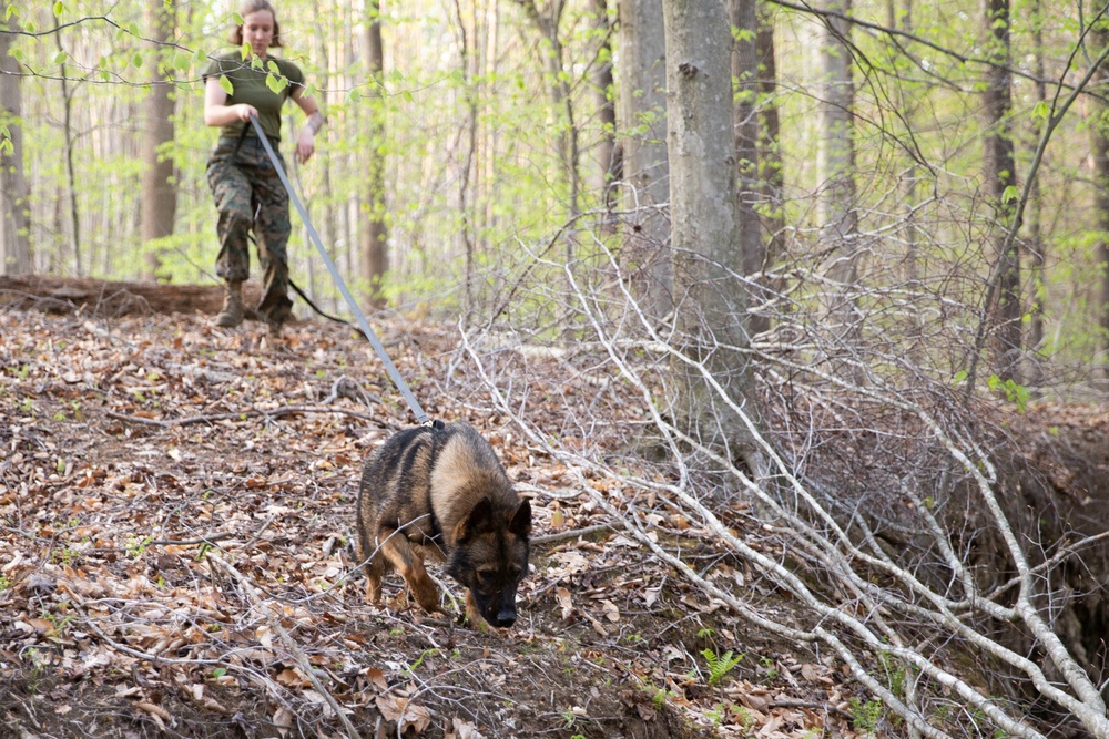 MCB Quantico Military Working Dog Scent Scout Training