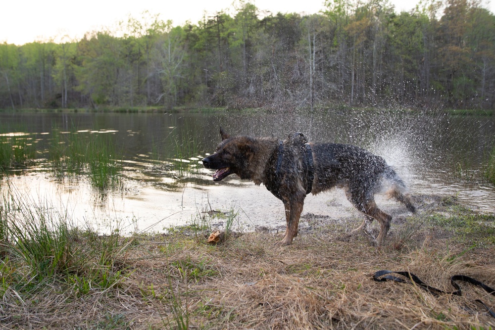 MCB Quantico Military Working Dog Scent Scout Training