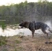 MCB Quantico Military Working Dog Scent Scout Training