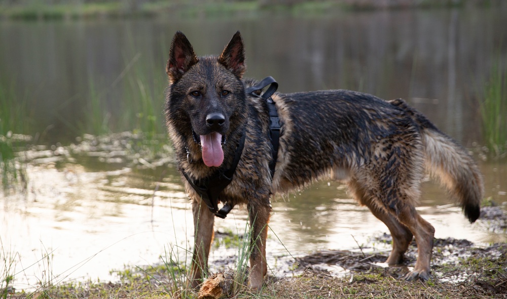 MCB Quantico Military Working Dog Scent Scout Training