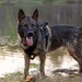 MCB Quantico Military Working Dog Scent Scout Training