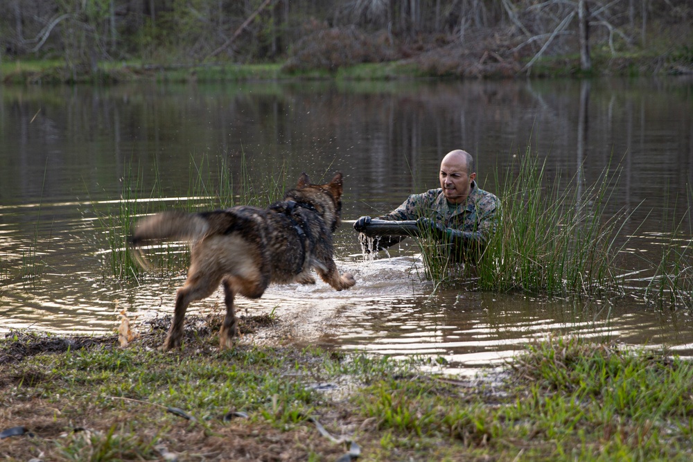 MCB Quantico Military Working Dog Scent Scout Training