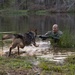 MCB Quantico Military Working Dog Scent Scout Training