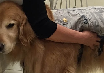 Could a Therapy Dog Help with Your Dental Anxiety?