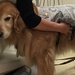 Could a Therapy Dog Help with Your Dental Anxiety?
