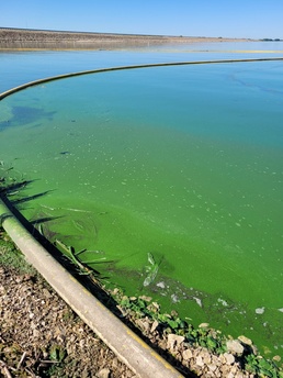 Harmful Algal Bloom closes all recreation at Marion Reservoir