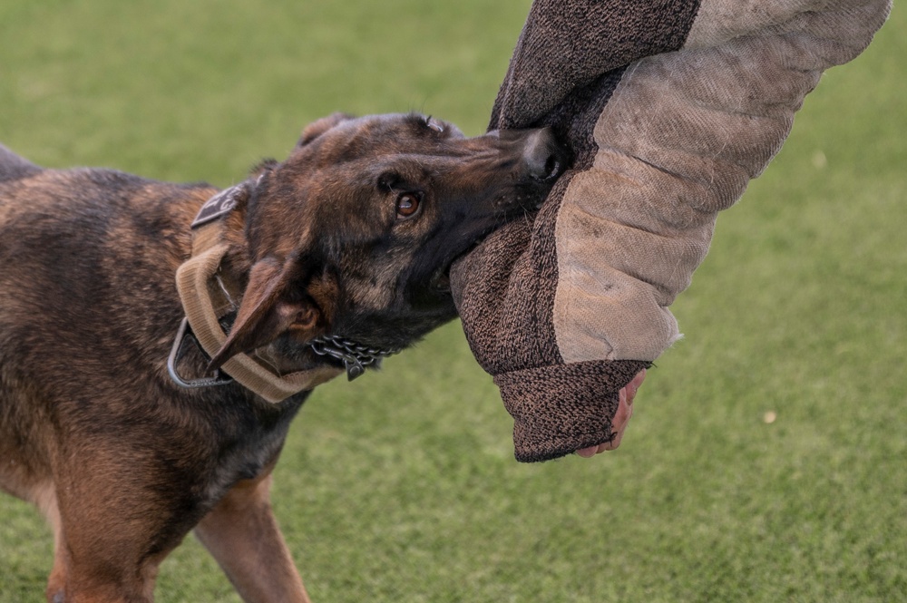 MWD: the beast defender