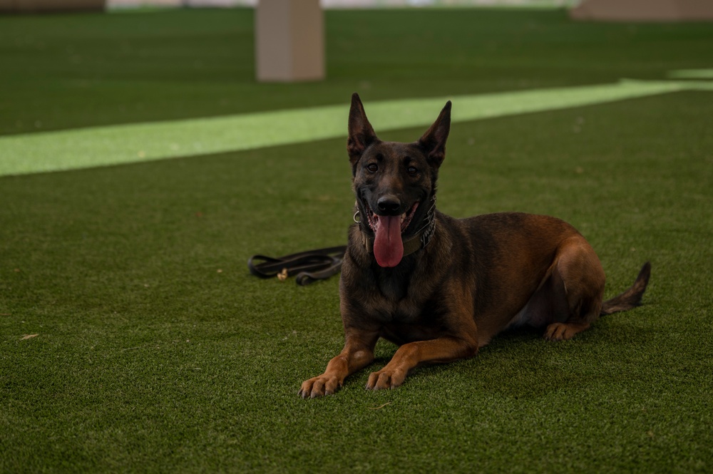 MWD: the beast defender