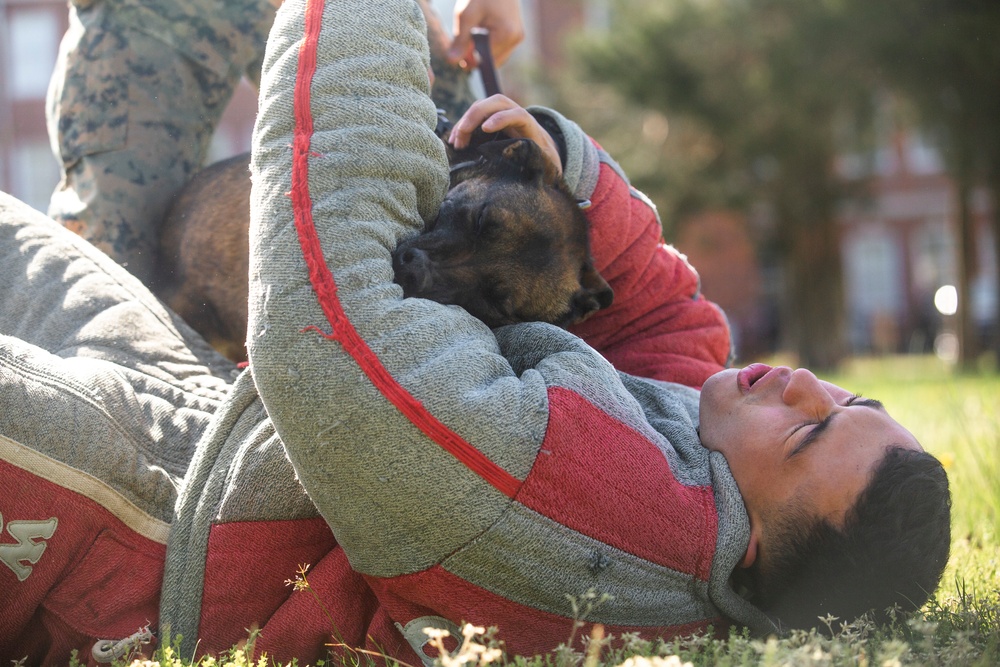 Quantico K-9 Training