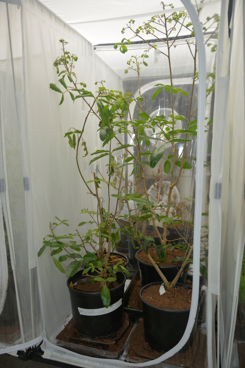 ERDC, district researching effectiveness of biocontrol of invasive tree in south Texas