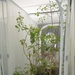 ERDC, district researching effectiveness of biocontrol of invasive tree in south Texas