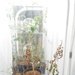 ERDC, district researching effectiveness of biocontrol of invasive tree in south Texas