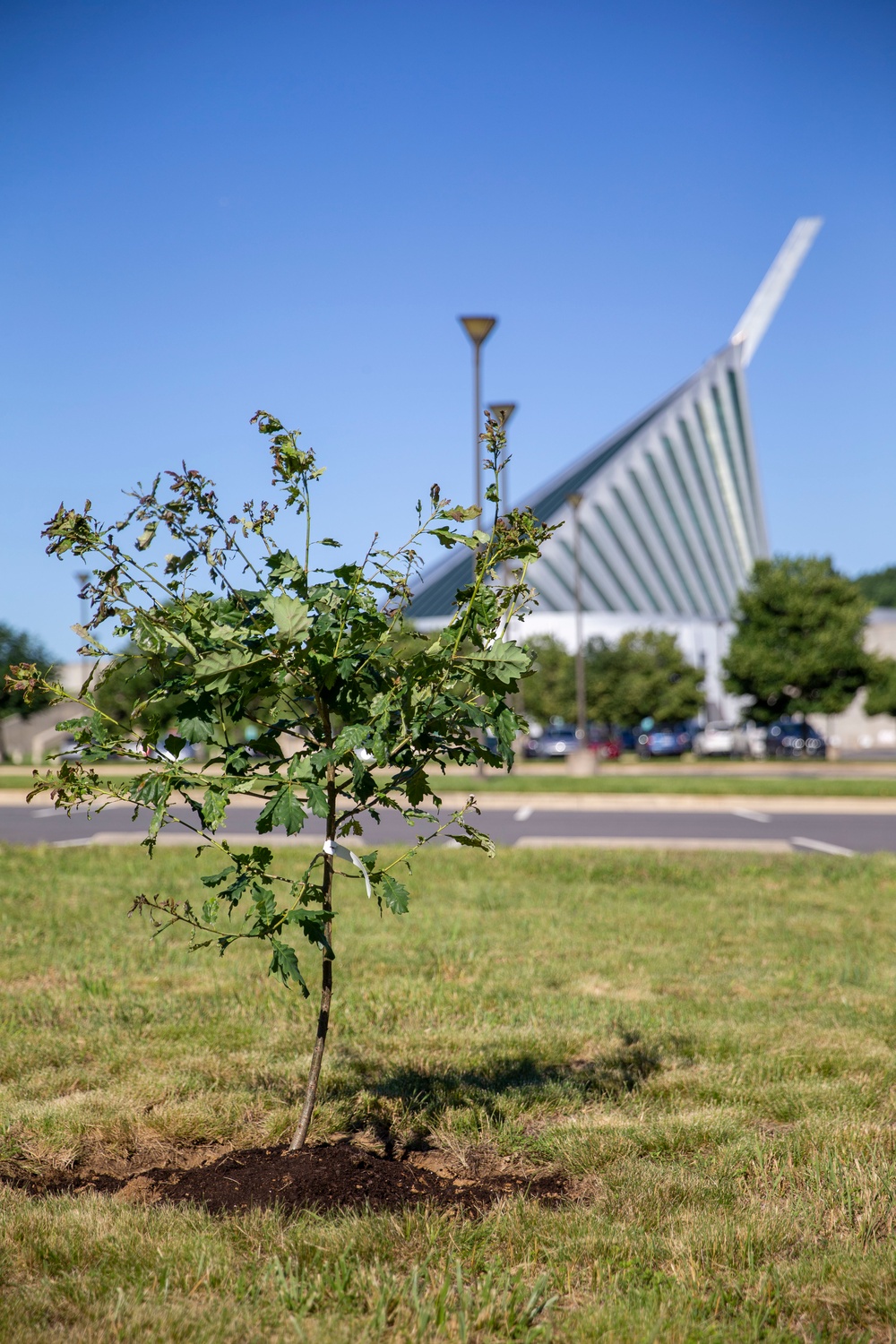 Belleau Wood Tree Planting Ceremony