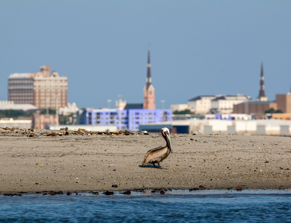 Crab Bank Seabird Sanctuary Tour