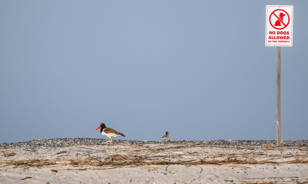 Crab Bank Seabird Sanctuary Tour