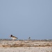 Crab Bank Seabird Sanctuary Tour