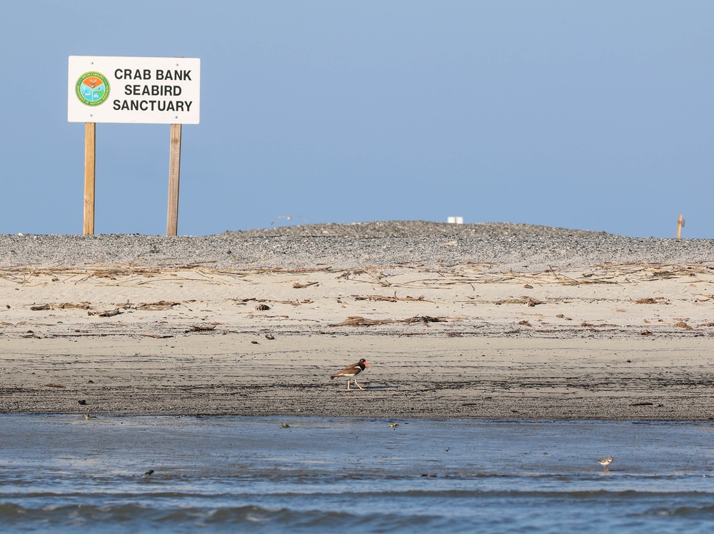 Crab Bank Seabird Sanctuary Tour