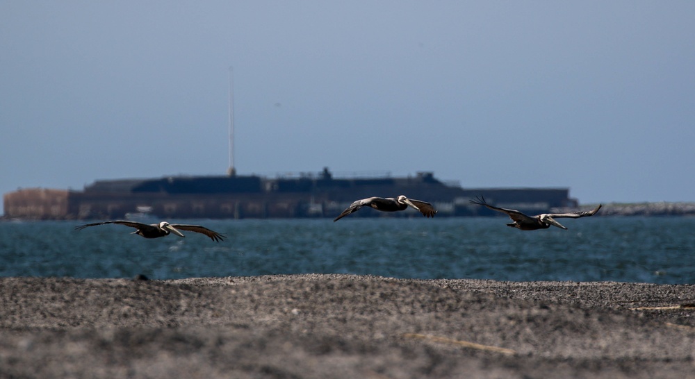 Crab Bank Seabird Sanctuary Tour