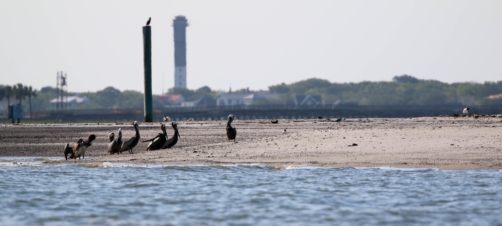 Crab Bank Seabird Sanctuary Tour