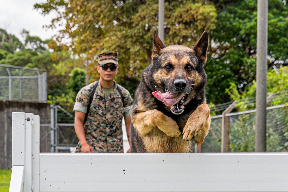 Faces of MCIPAC: A Marine’s Best Friend