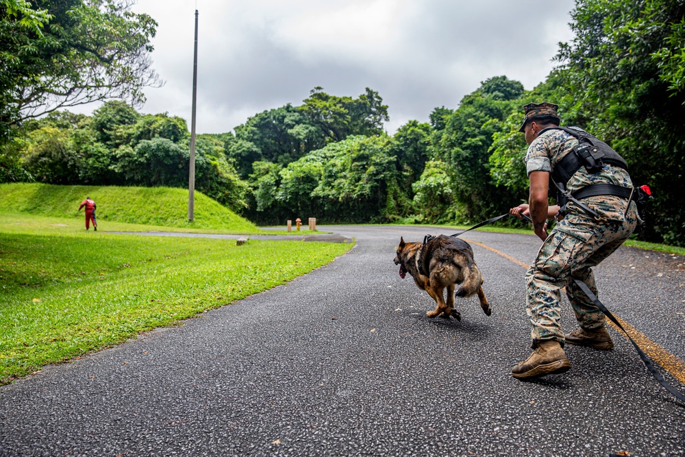 Faces of MCIPAC: A Marine’s Best Friend