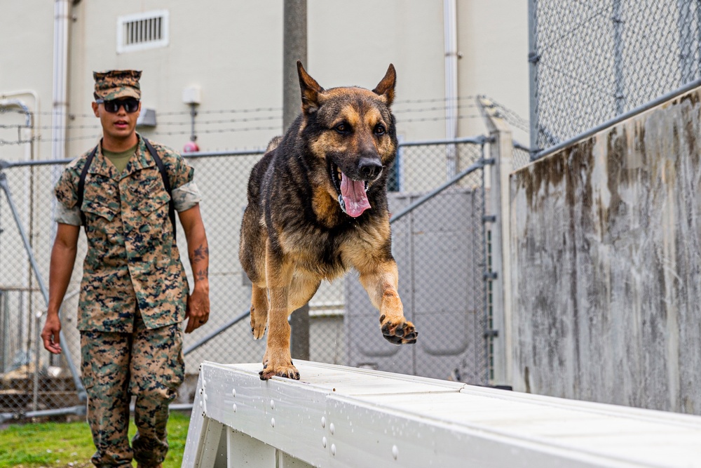 Faces of MCIPAC: A Marine’s Best Friend