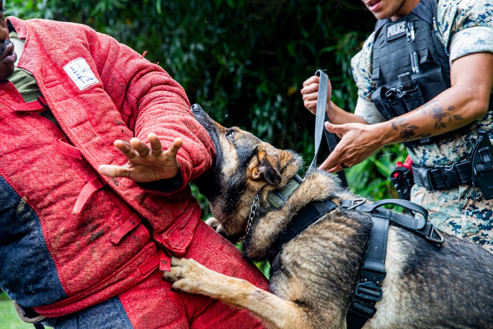 Faces of MCIPAC: A Marine’s Best Friend