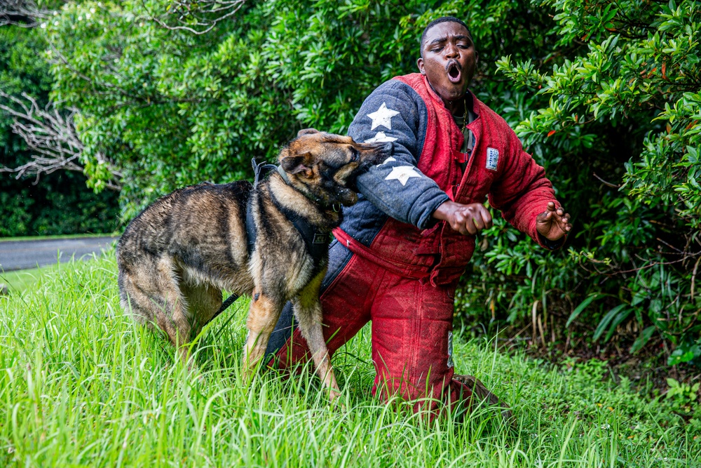 Faces of MCIPAC: A Marine’s Best Friend