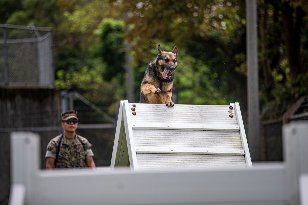 Faces of MCIPAC: A Marine’s Best Friend