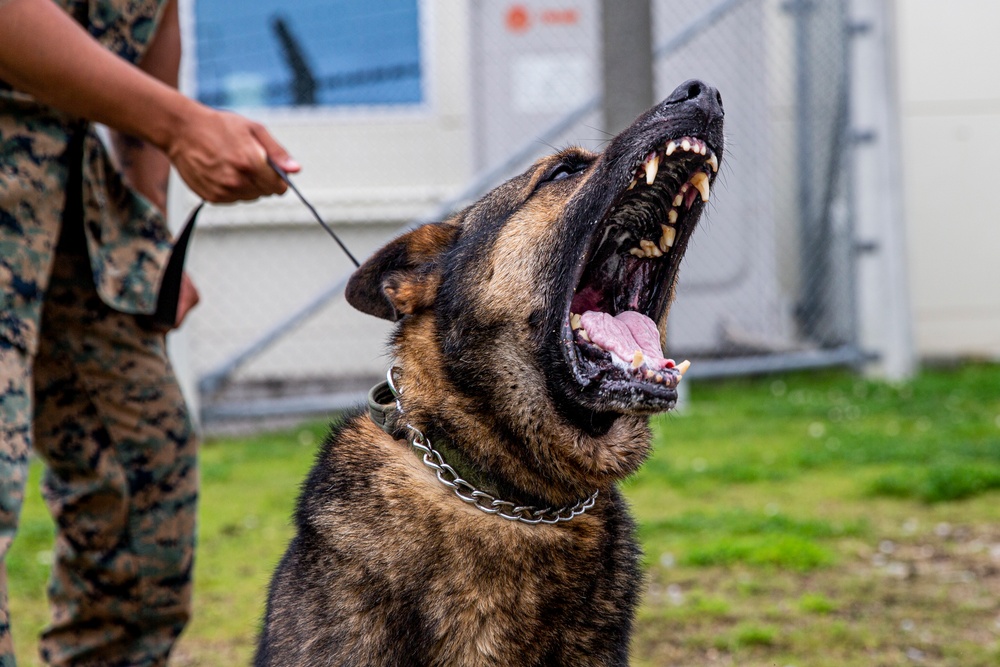 Faces of MCIPAC: A Marine’s Best Friend