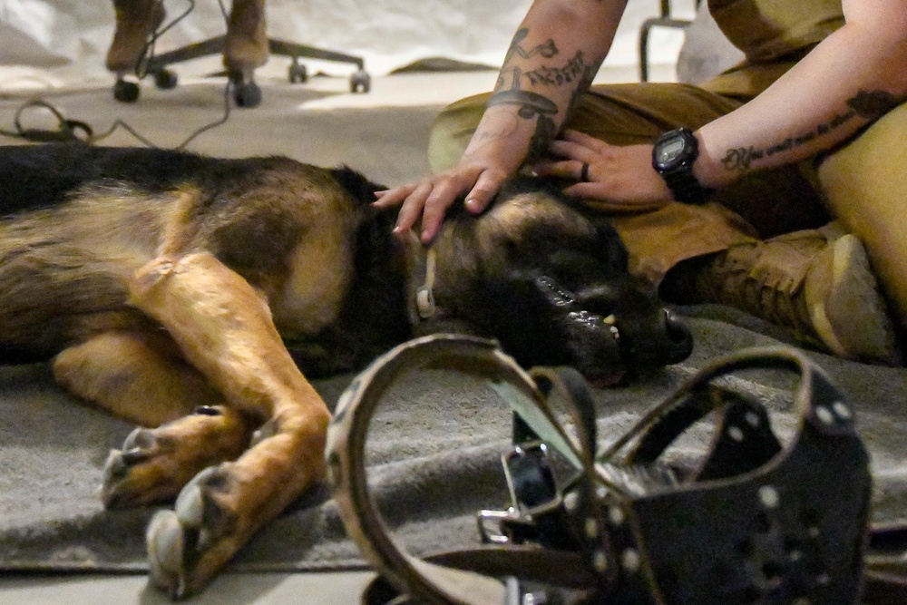 378th ESFS MWD: Army vet visit