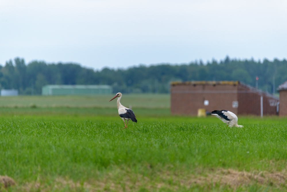 Wildlife on Chièvres Air Base