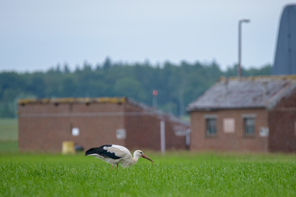 Wildlife on Chièvres Air Base