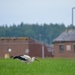 Wildlife on Chièvres Air Base