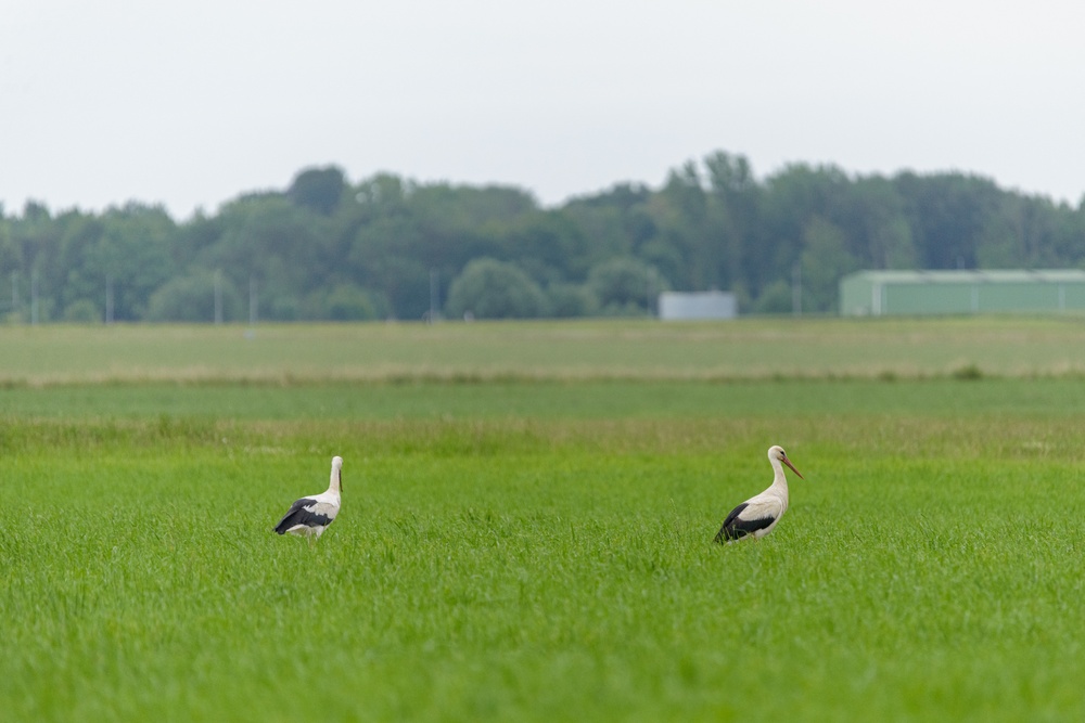 Wildlife on Chièvres Air Base