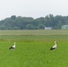 Wildlife on Chièvres Air Base