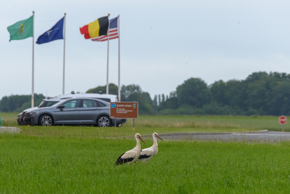 Wildlife on Chièvres Air Base