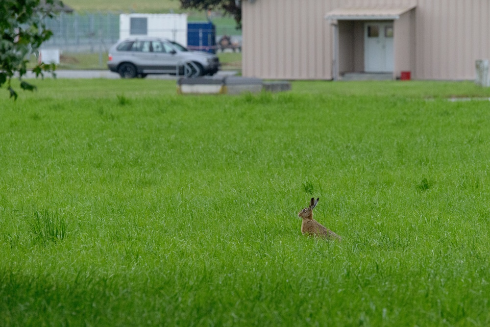 Wildlife on Chièvres Air Base