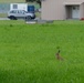 Wildlife on Chièvres Air Base