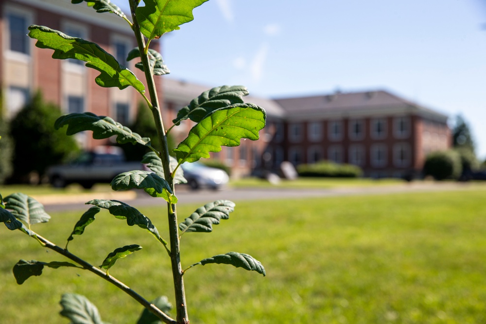 Belleau Wood Tree Planting at Lejeune Hall