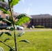Belleau Wood Tree Planting at Lejeune Hall