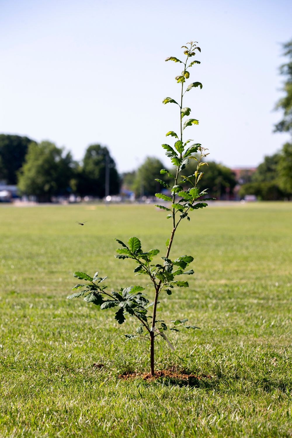 Belleau Wood Tree Planting at Lejeune Hall