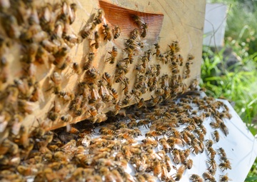 The buzz around Patoka Lake is that pollinators are an important part of nature